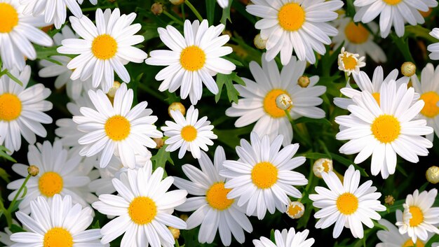 Foto close-up di fiori di margherite bianche