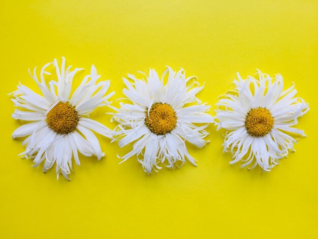 Foto close-up di fiori di margherita bianca