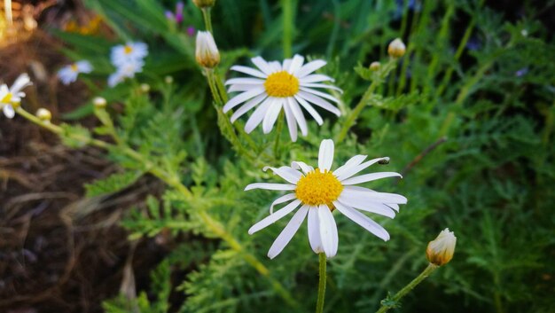 Close-up of white daisy flowers