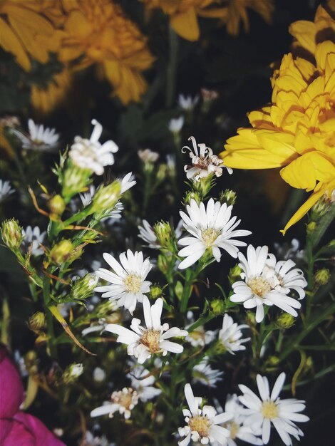 Foto close-up di fiori di margherita bianca