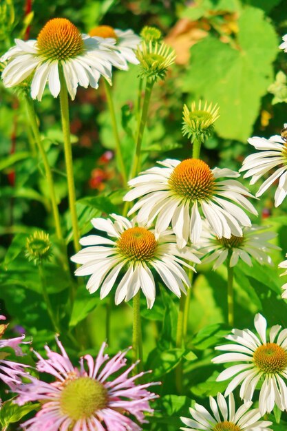 Photo close-up of white daisy flowers