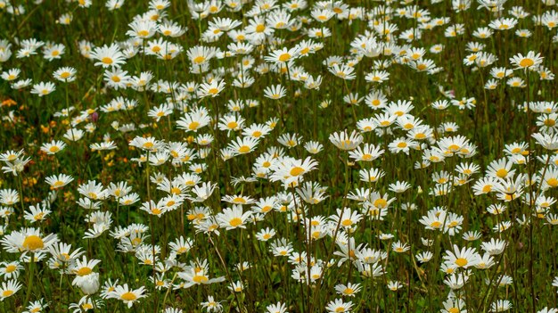 Photo close-up of white daisy flowers