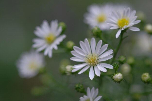 Close-up of white daisy flowers