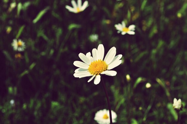 Photo close-up of white daisy flowers