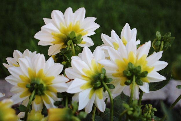 Close-up of white daisy flowers