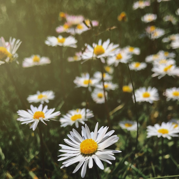 Photo close-up of white daisy flowers