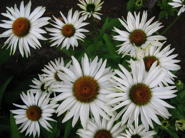 Close-up of white daisy flowers