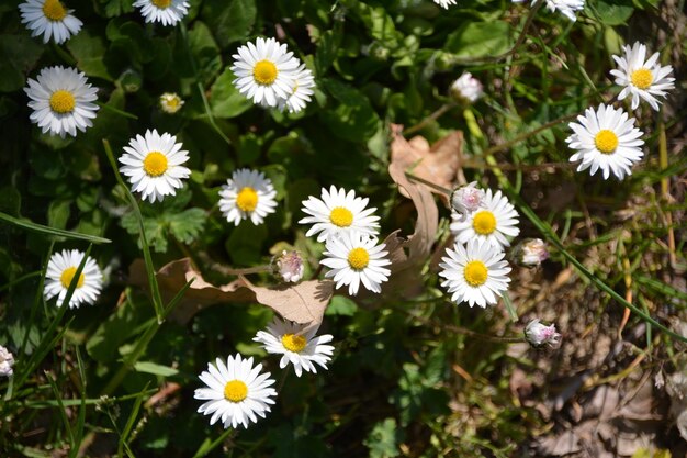 Foto close-up di fiori di margherita bianca