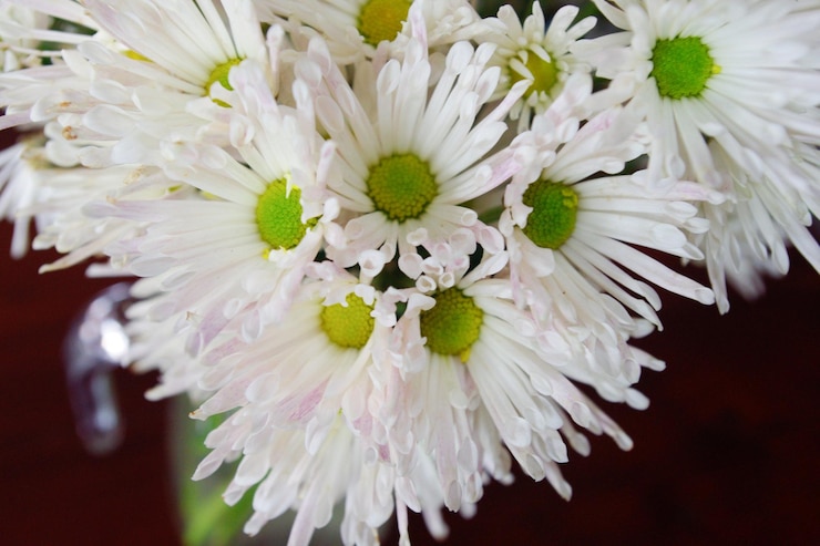 Photo 白いデイジー花のクローズアップ