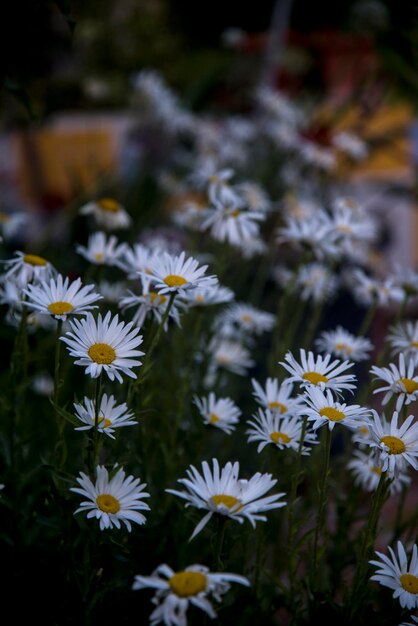 Foto close-up di fiori di margherite bianche