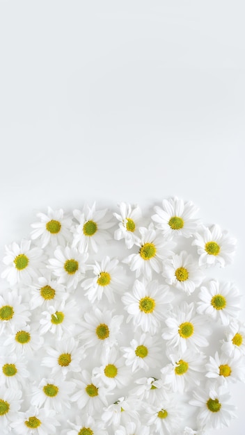 Photo close-up of white daisy flowers