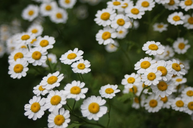 Close-up of white daisy flowers