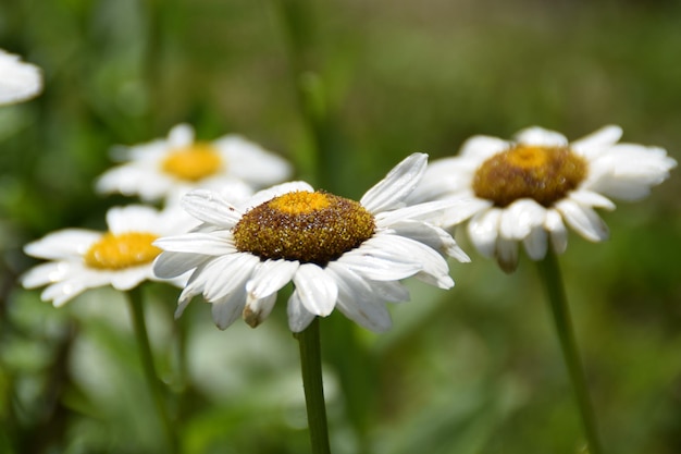 Close-up of white daisy flowers