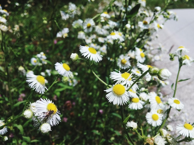 Close-up of white daisy flowers