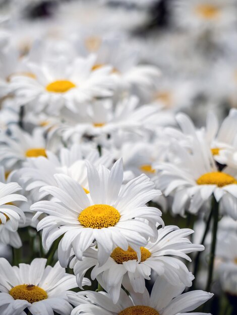 Close-up of white daisy flowers