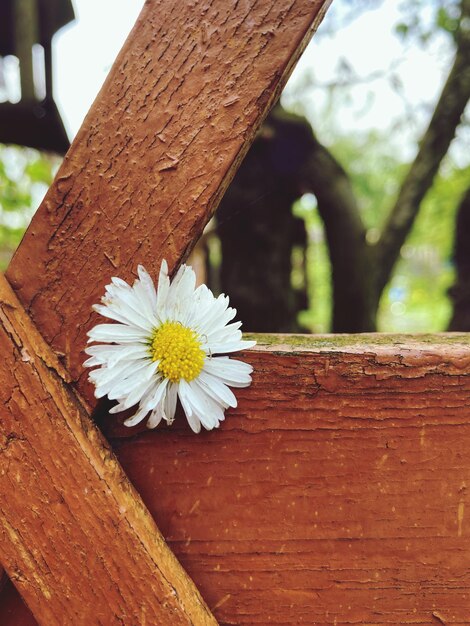 Close-up of white daisy on wood