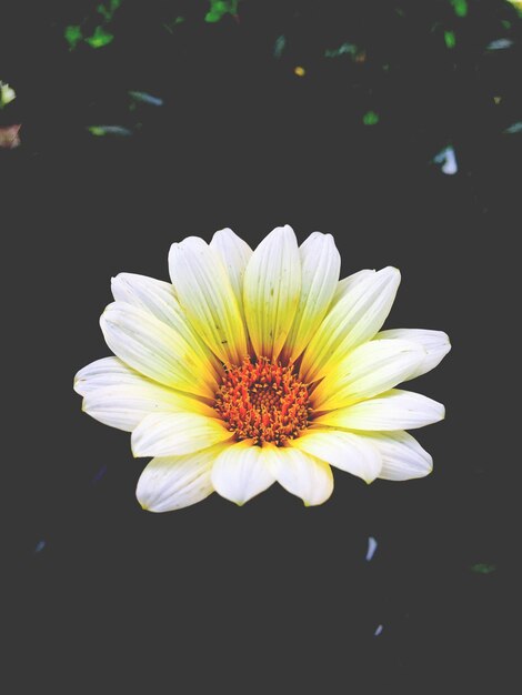 Photo close-up of white daisy