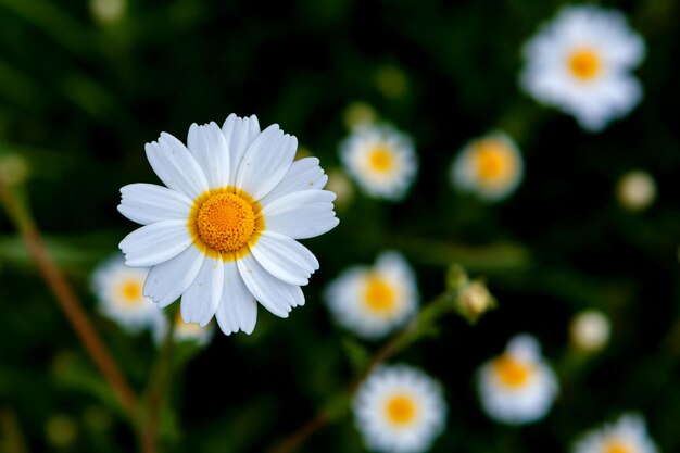 Photo close-up of white daisy