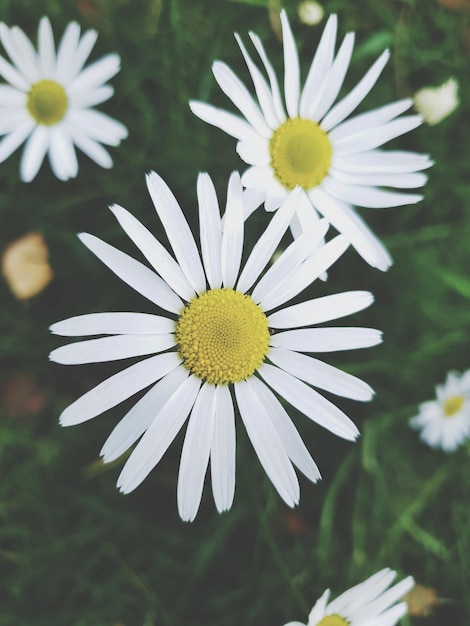 Photo close-up of white daisy