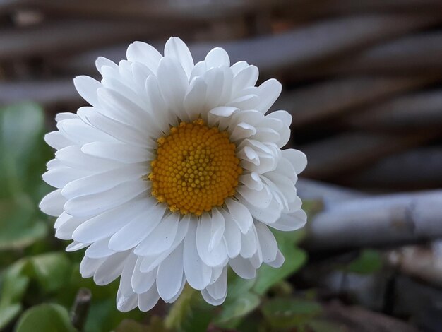 Photo close-up of white daisy