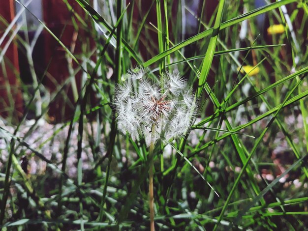 Foto close-up di un fiore di dente di leone bianco sul campo