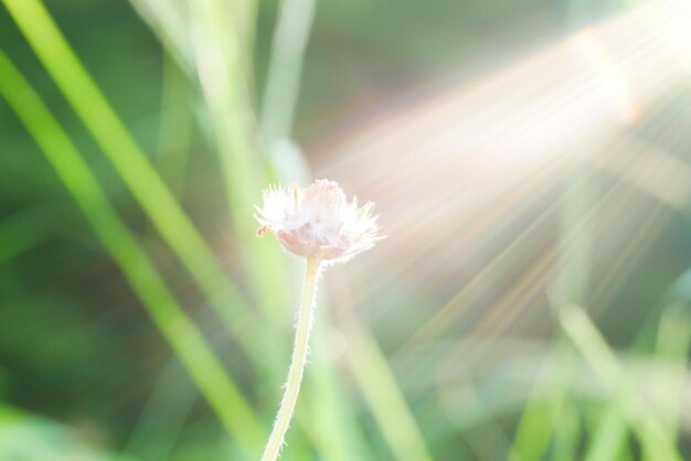 Foto close-up di un fiore di dente di leone bianco sul campo