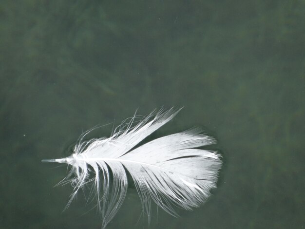 Photo close-up of white dandelion flower