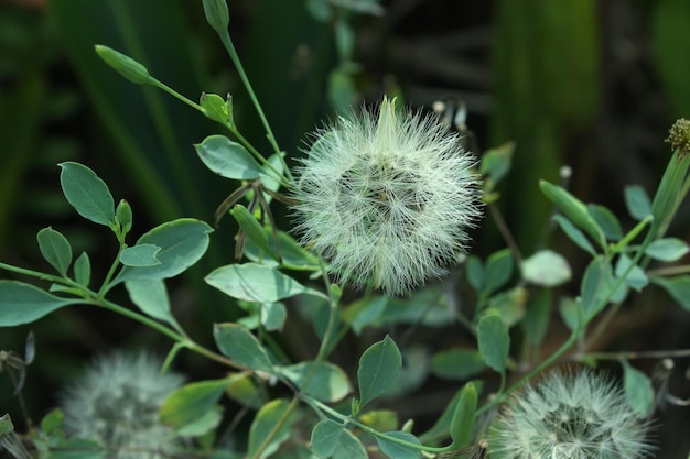 Close-up of white dandelion flower