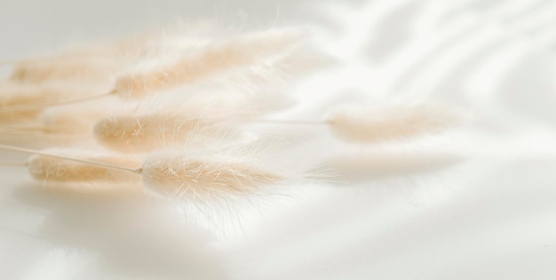 Photo close-up of white dandelion flower