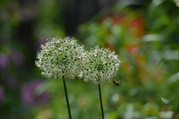 Close-up of white dandelion flower