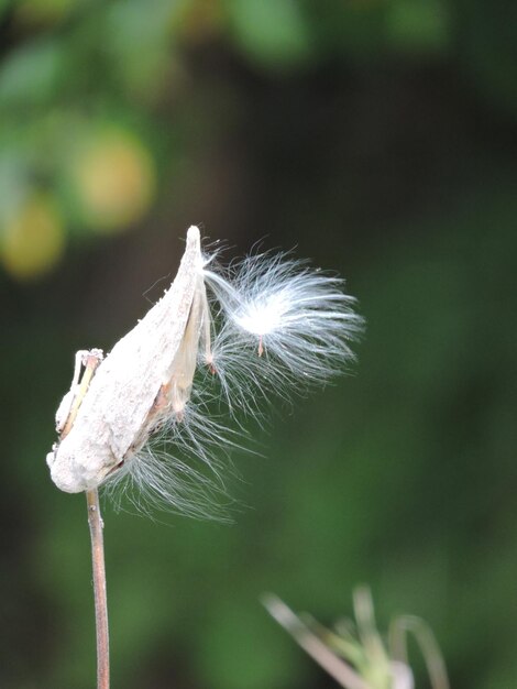 Close-up of white dandelion flower