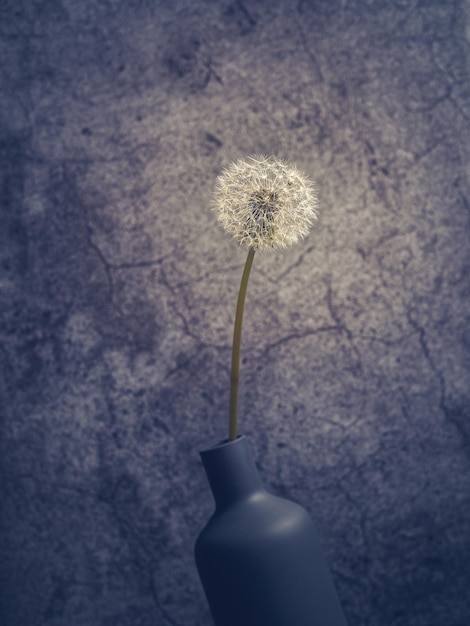 Close-up of white dandelion flower