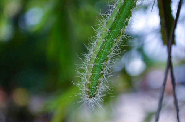 Close-up of white dandelion flower