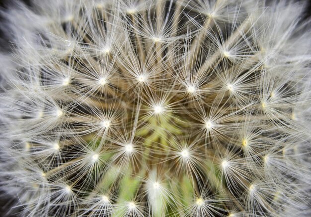 Photo close-up of white dandelion flower