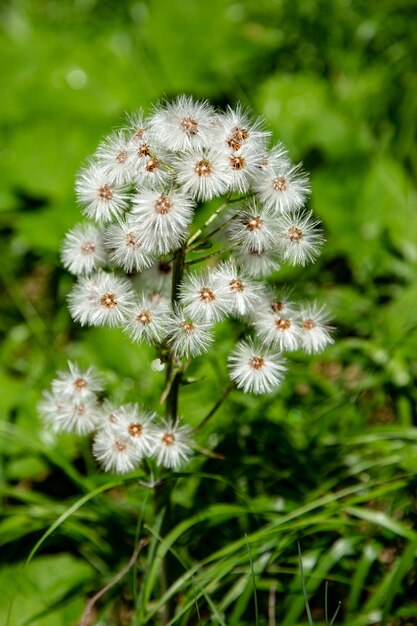 Close-up of white dandelion flowers on field