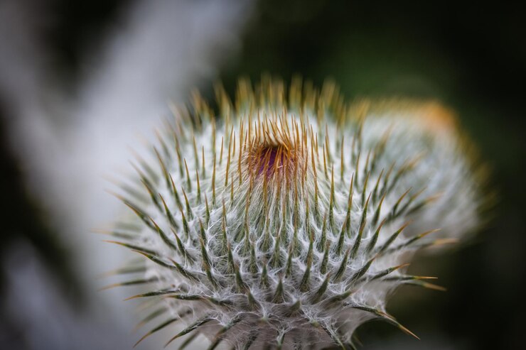 Photo 白いオオカミの植物のクローズアップ