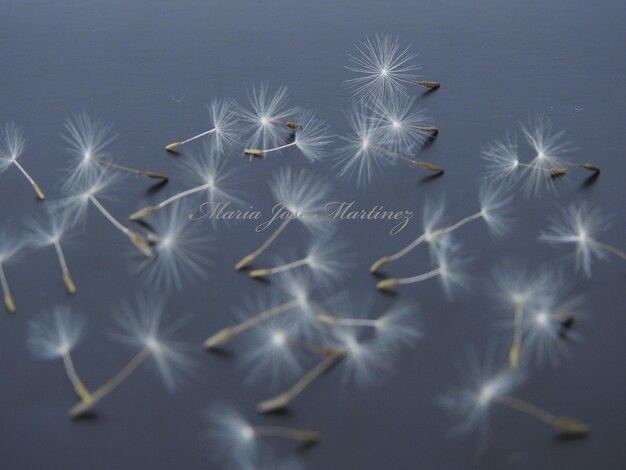 Close-up of white dandelion