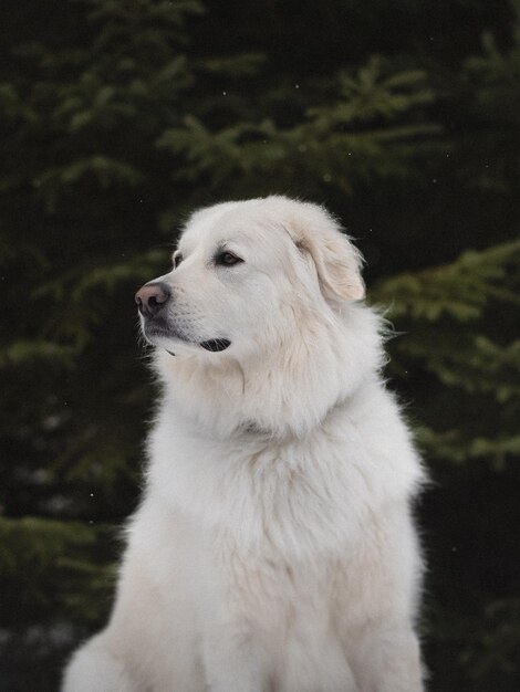 Photo close-up of white dog by water