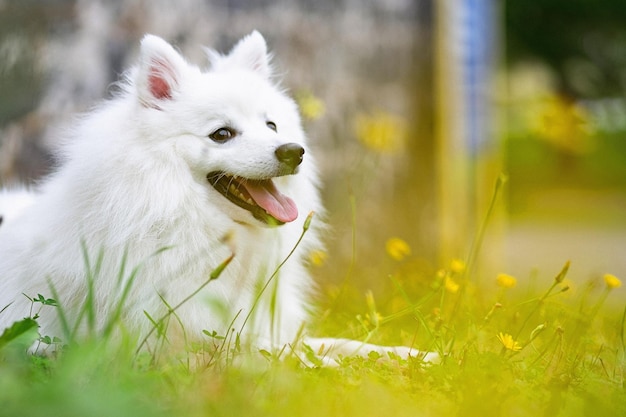 野原での白い犬のクローズアップ