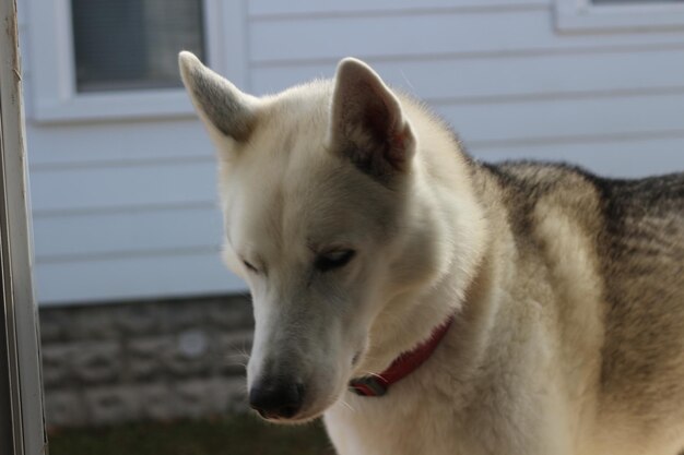 Close-up of a white dog looking away