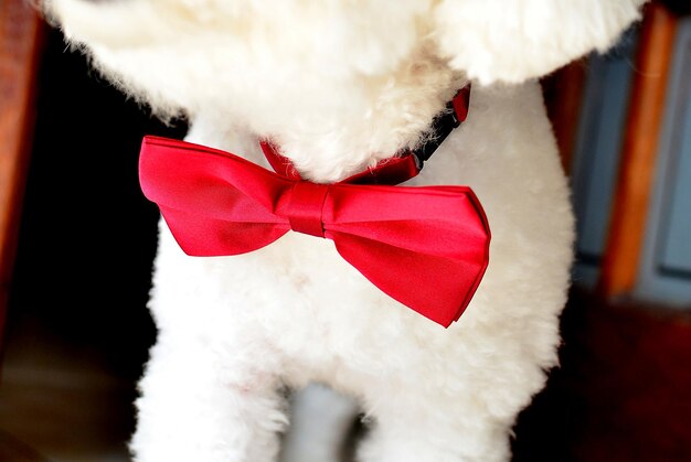 Photo close-up of white dog with red tie