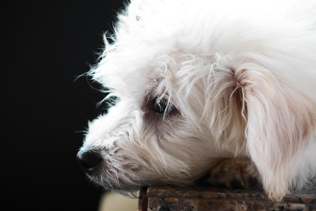 Photo close-up of white dog