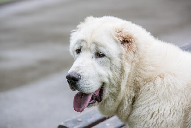 Close-up of white dog