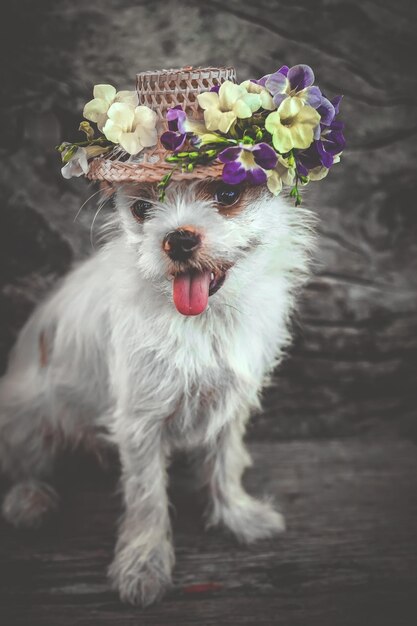 Photo close-up of white dog