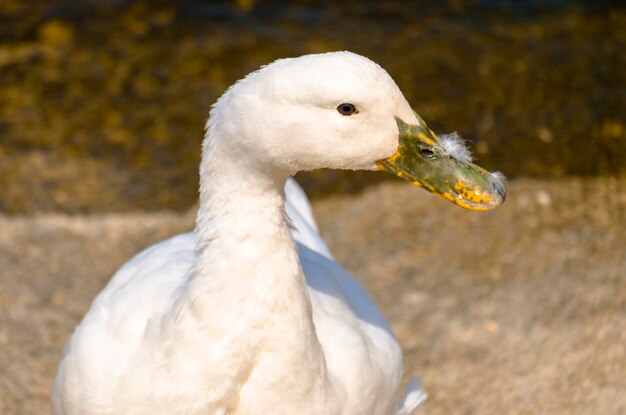 Photo close-up of white duck