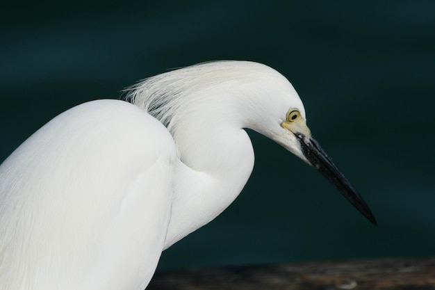 Photo close-up of white egret looking down