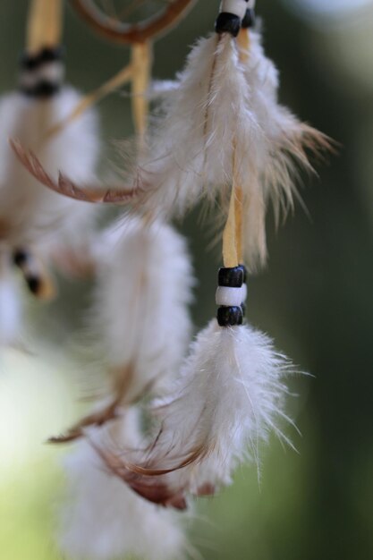 Photo close-up of white feather on plant