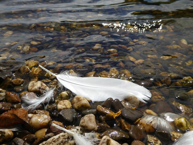 Close-up of white feathers on lakeshore