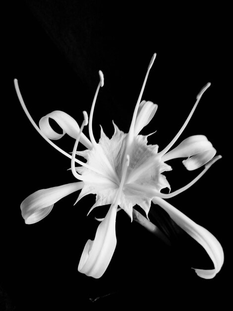 Foto close-up di un fiore bianco su uno sfondo nero