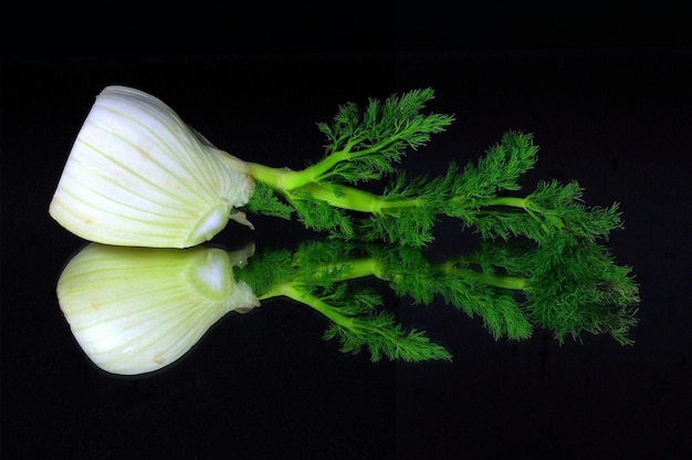 Photo close-up of white flower against black background